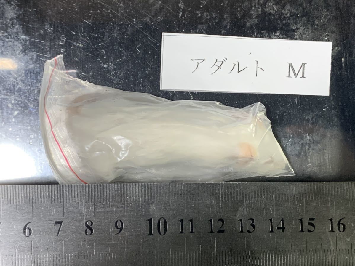 アダルトM 国産冷凍マウス 冷凍マウス 両生類 猛禽類 アダルト 冷凍