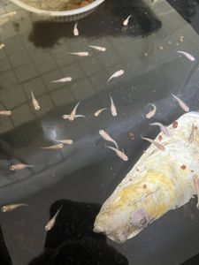 アルビノ赤目の値段と価格推移は 6件の売買情報を集計したアルビノ赤目の価格や価値の推移データを公開