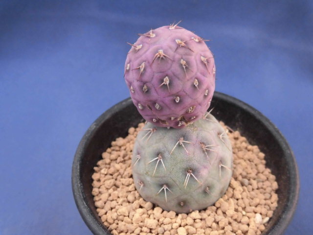  サボテン 多肉植物 ゲオメトリクス(サボテン)｜売買されたオークション情報、yahooの商品情報をアーカイブ公開 - オークファン サボテン