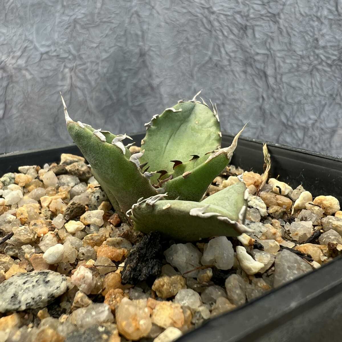 AGAVE TITANOTA】アガベ チタノタ 子株 無名の良株 に興味をもって