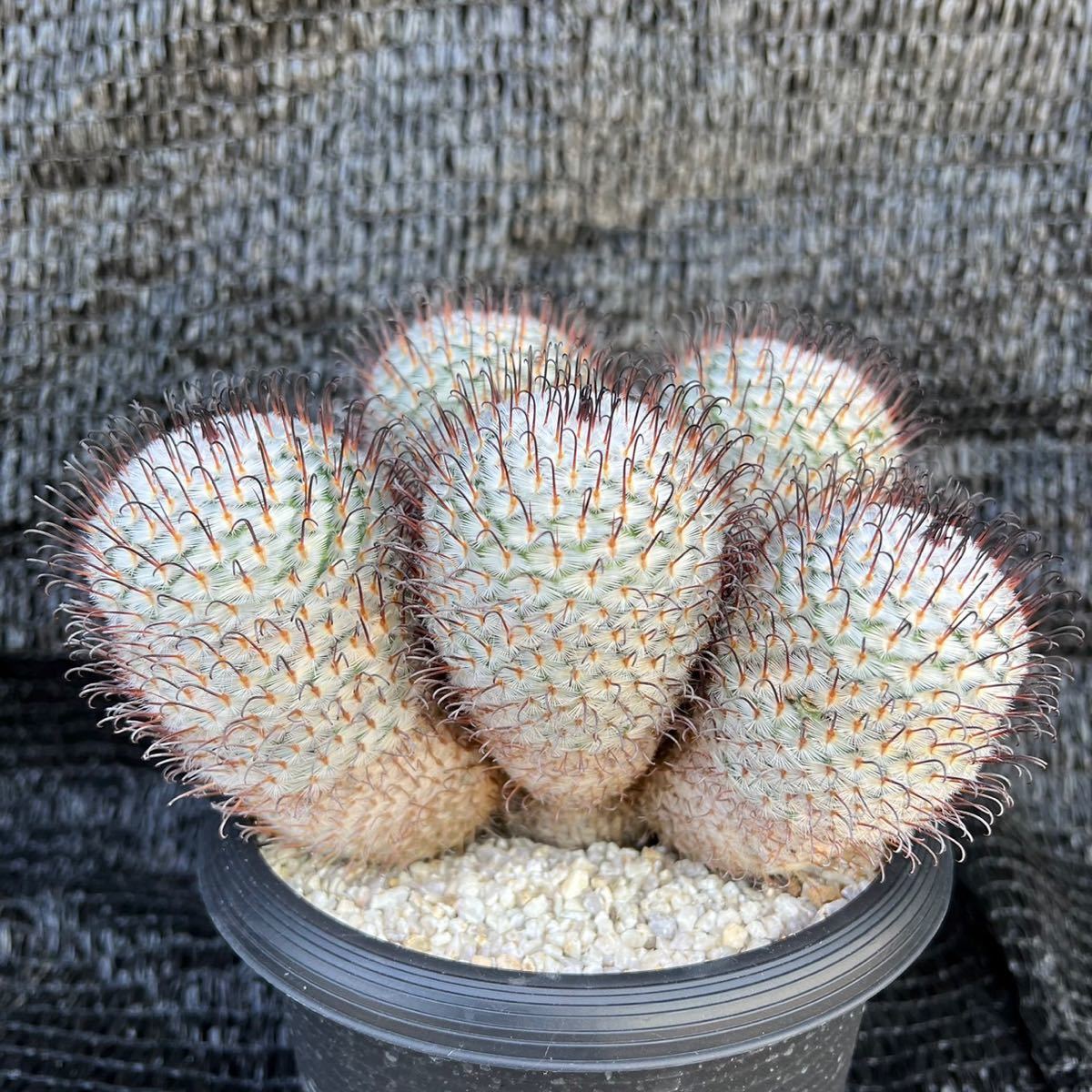 マミラリア　ペレスデラロサエ　実生　群生 マミラリア ペレスデラロサエ Mammillaria perezdelarosae | BASE by