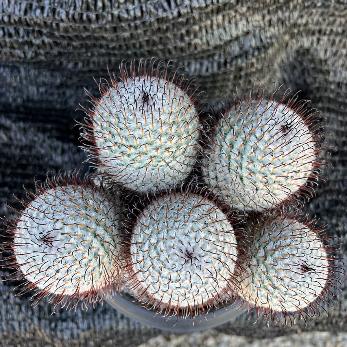マミラリア ペレスデラロサエ Mammillaria perezdelarosae | BASE by