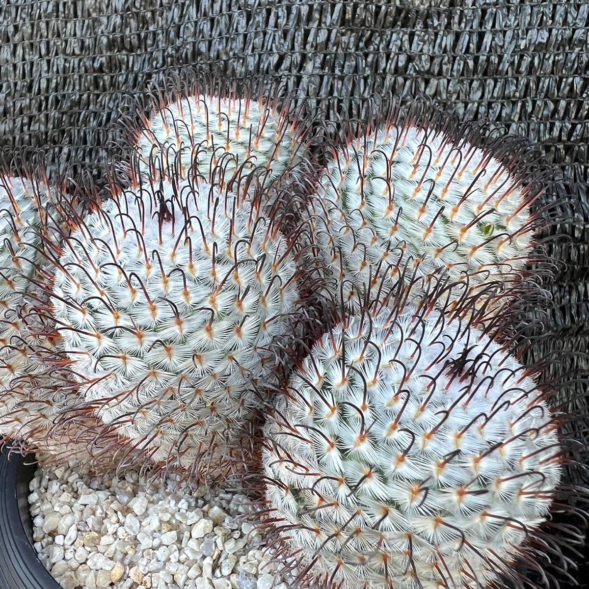 マミラリア ペレスデラロサエ Mammillaria perezdelarosae | BASE by