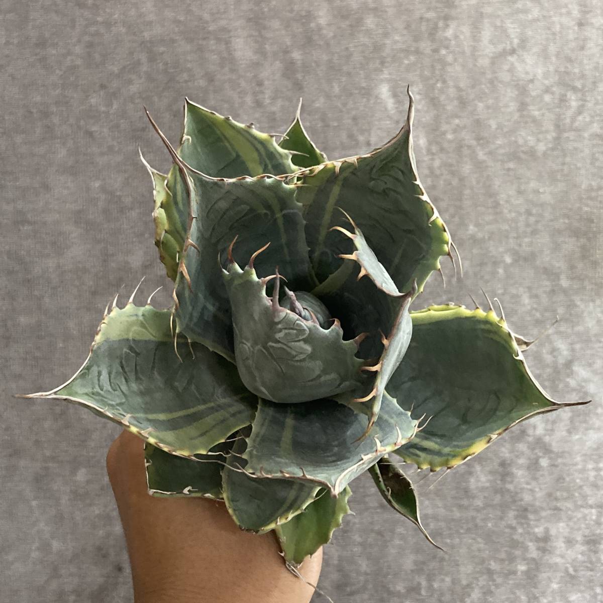 観葉植物 Botanic Garden特選 アガベ“オバティフォリア オルカ”ワイド