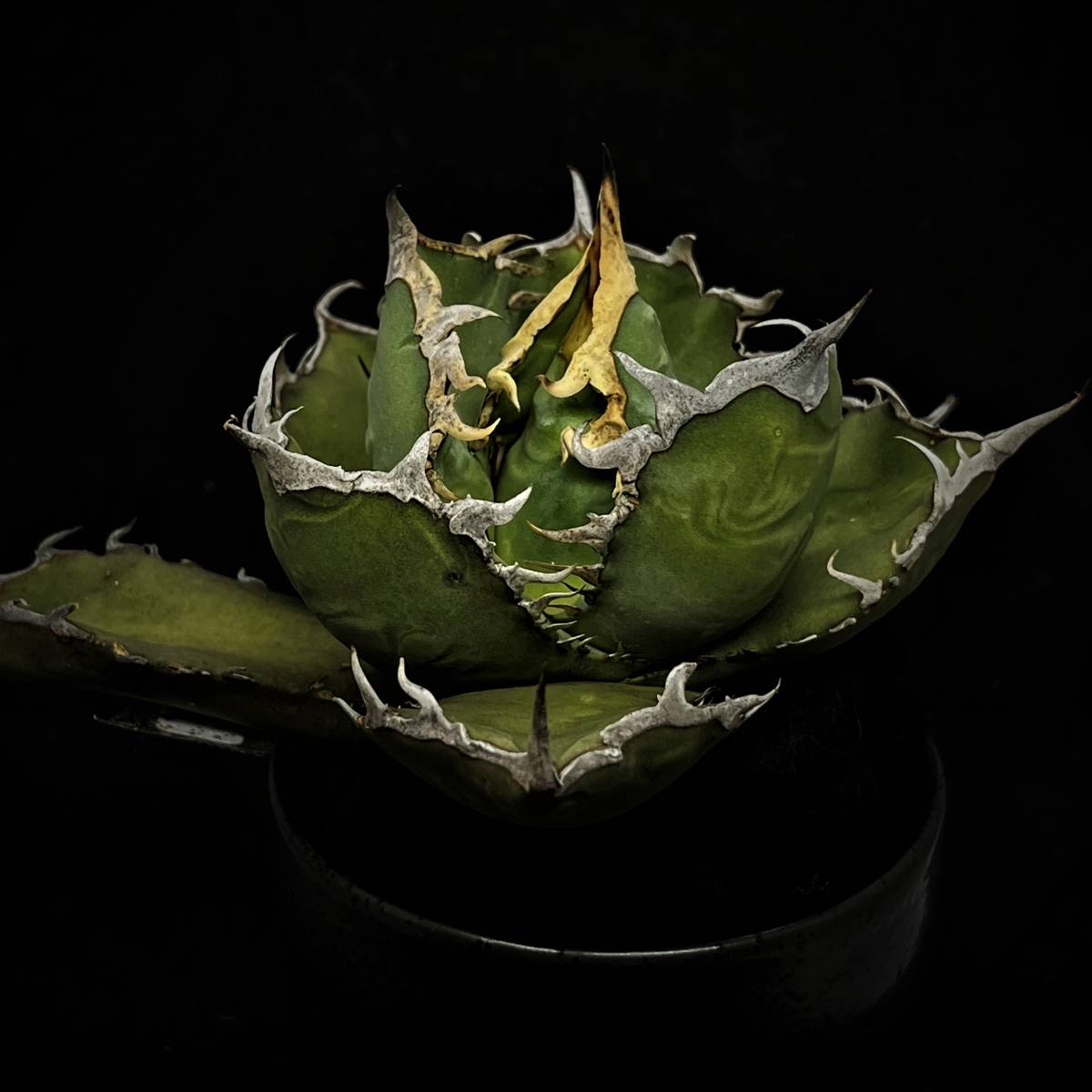 アガベ - Yahoo!オークション 假蟹 逆刺 チタノタ 優秀DNA Agave 3-2