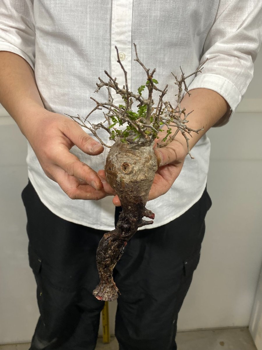 ン6461 のミニパキプス オペルクリカリア パキプス 抜き苗 12/16最新