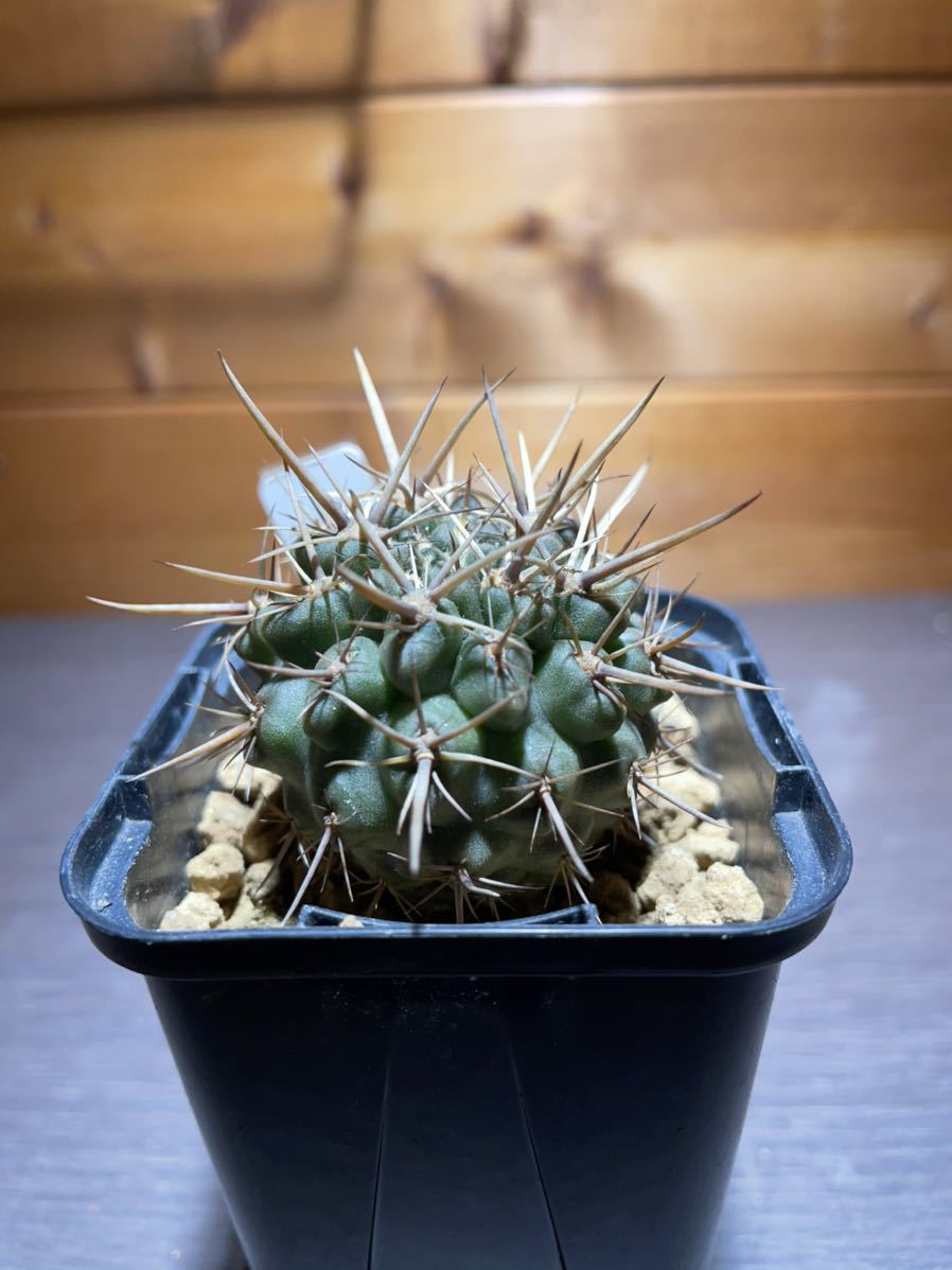  エリオシケ horridus FK053(サボテン)｜売買されたオークション情報、yahooの商品情報をアーカイブ公開 - オークファン サボテン
