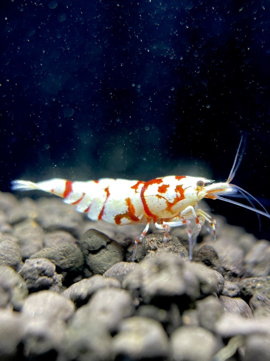 island shrimp】 タイガービー 【太極】雌2 雄1 【抱卵1】白勝ちトリオ 