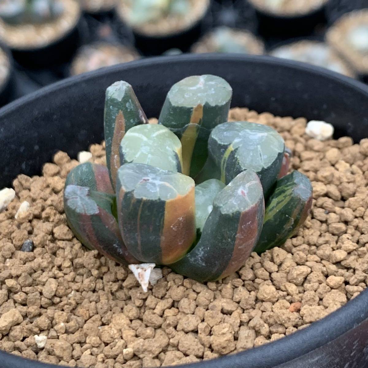 多肉植物 ハオルチア 万象錦 紫雲殿 ハオルチア 万象錦 紫雲殿 【公式通販】