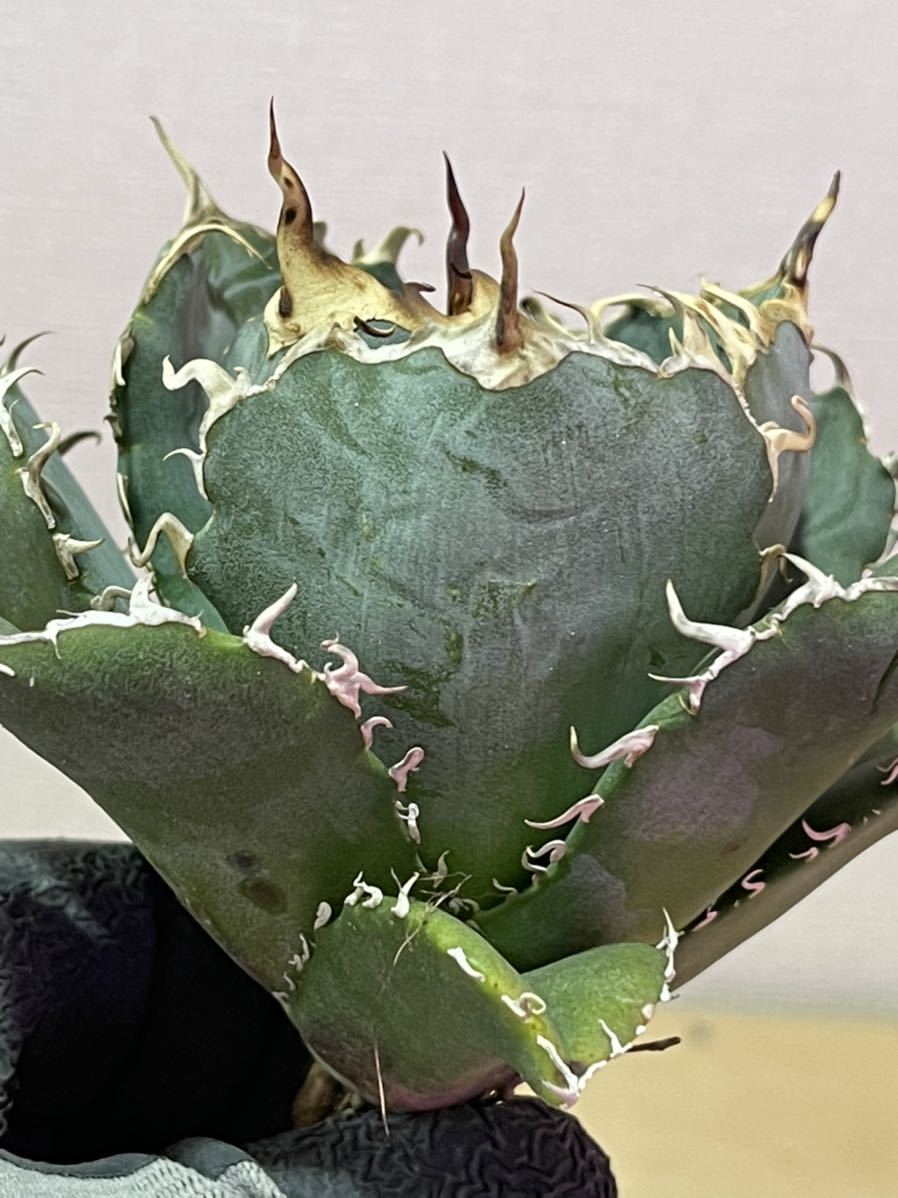 AGAVE TITANOTA・MS-WV （スタッズ ブツブツ ） Agave Titanota Studs Type】アガベ ブツブツ 子株大 アガベ チタノタ
