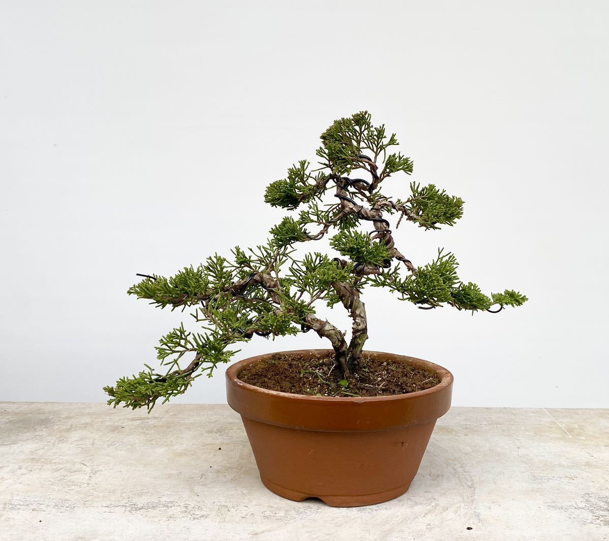 五葉松盆栽3 大品 双幹 BONSAI 【公式通販】