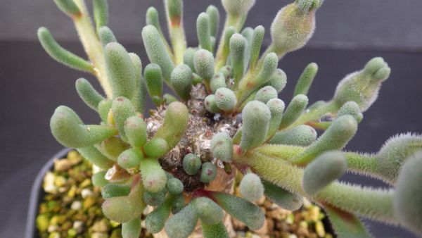 【最新作，セール】 多肉植物 フィロボルス スパルマンサス テヌイフロルス 塊根塊茎種 実生苗 なかなかマニアックな1品 3(サボテン)｜売買されたオークション情報、yahooの商品情報をアーカイブ公開 - オークフ サボテン