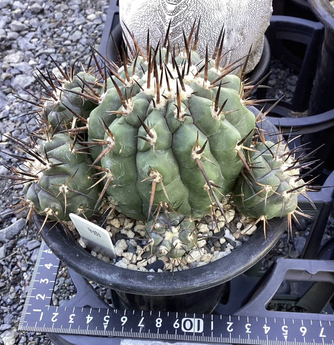テフロカクタス ゲオメトリクス 実根 サボテン 塊根植物 多肉植物