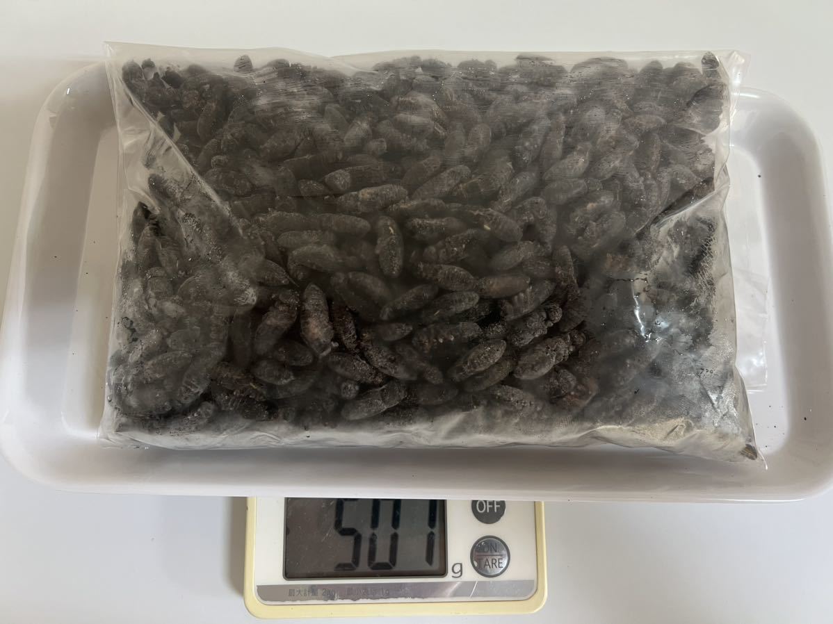 冷凍クロコオロギ サイズ:ML 500g 約1200匹程 送料無料 冷凍コオロギ