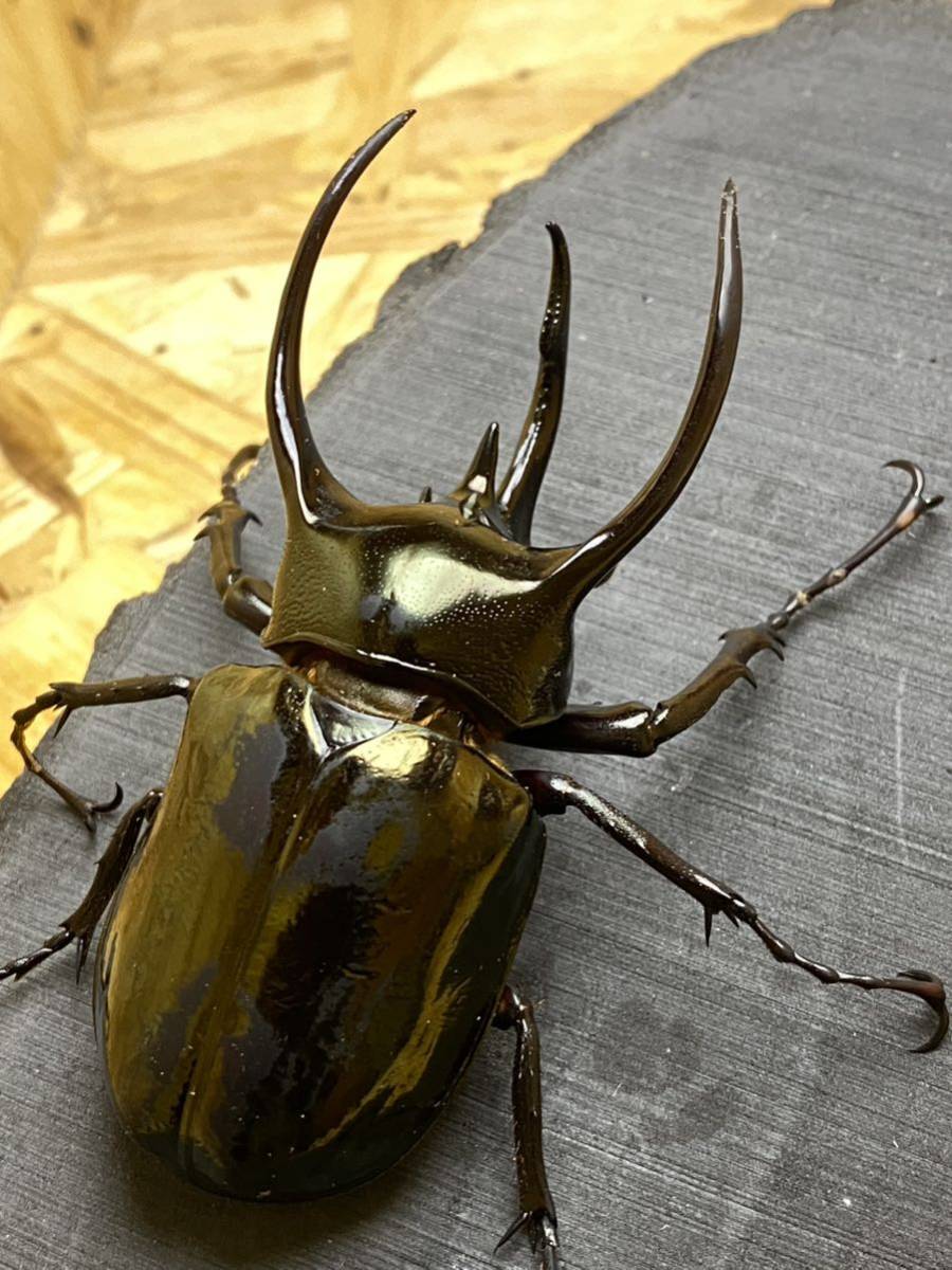 えもん 幼虫5頭セット ミンダナオ アトラスオオカブト / アトラス えもん 幼虫5頭セット ミンダナオ アトラスオオカブト / アトラス