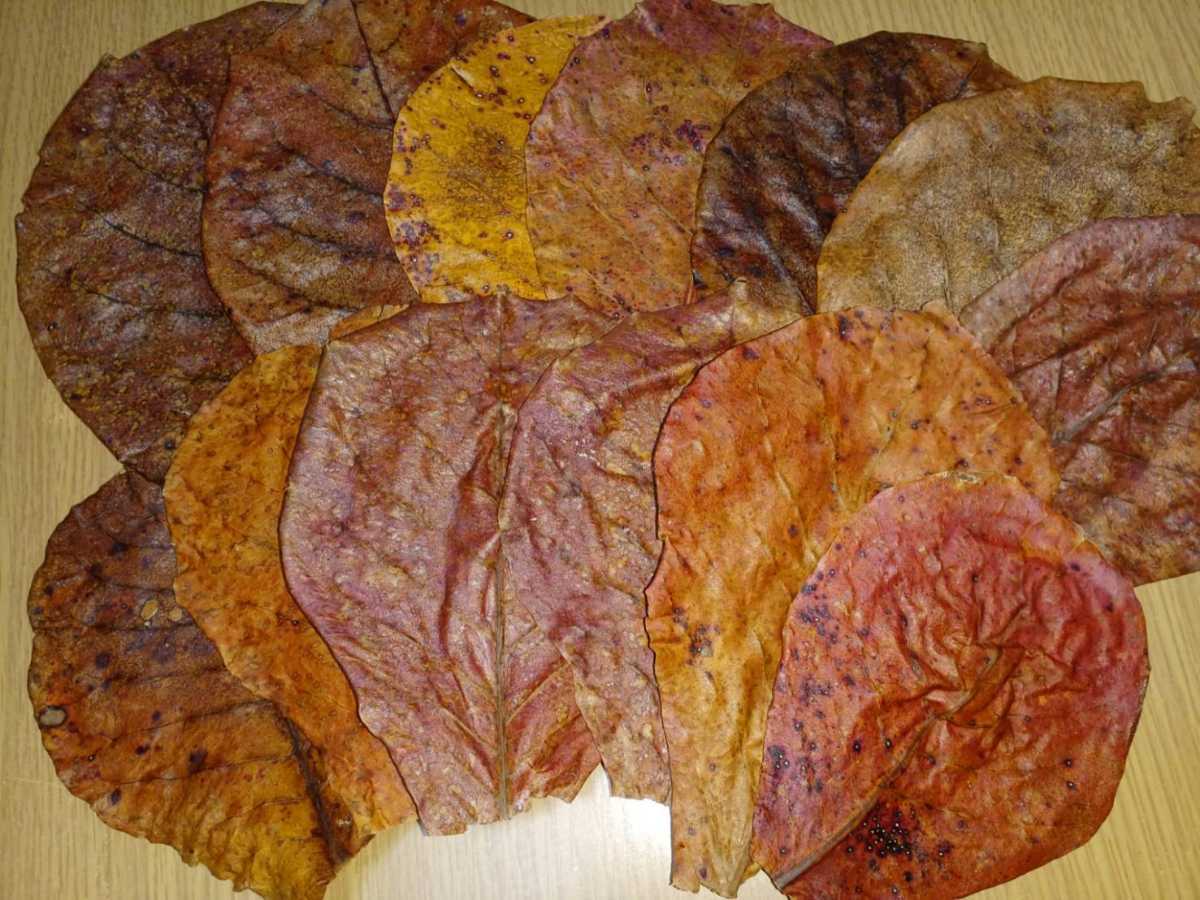 【激安大特価，人気】 沖縄県産 マジックリーフ 100枚 厳選品 熱湯消毒済 ベタ専門店にも 卸しています 数量限定 ②(pH（ペーハー）調整)｜売買されたオークション情報、yahooの商品情報をアーカイブ公開 - オーク pH（ペーハー）調整