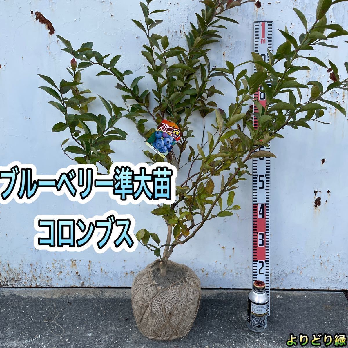 ブルーベリー苗 デライト＆コロンブス ラビットアイ系 準大苗セット 3