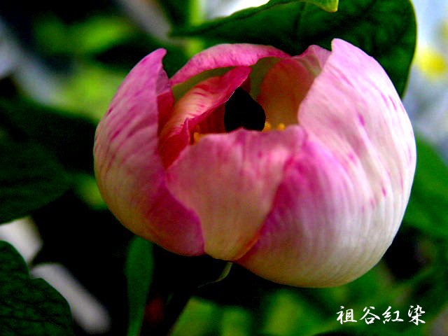 ♪山野草:：ヤマシャクヤク『銘品・祖谷紅染　9年生-8』♪