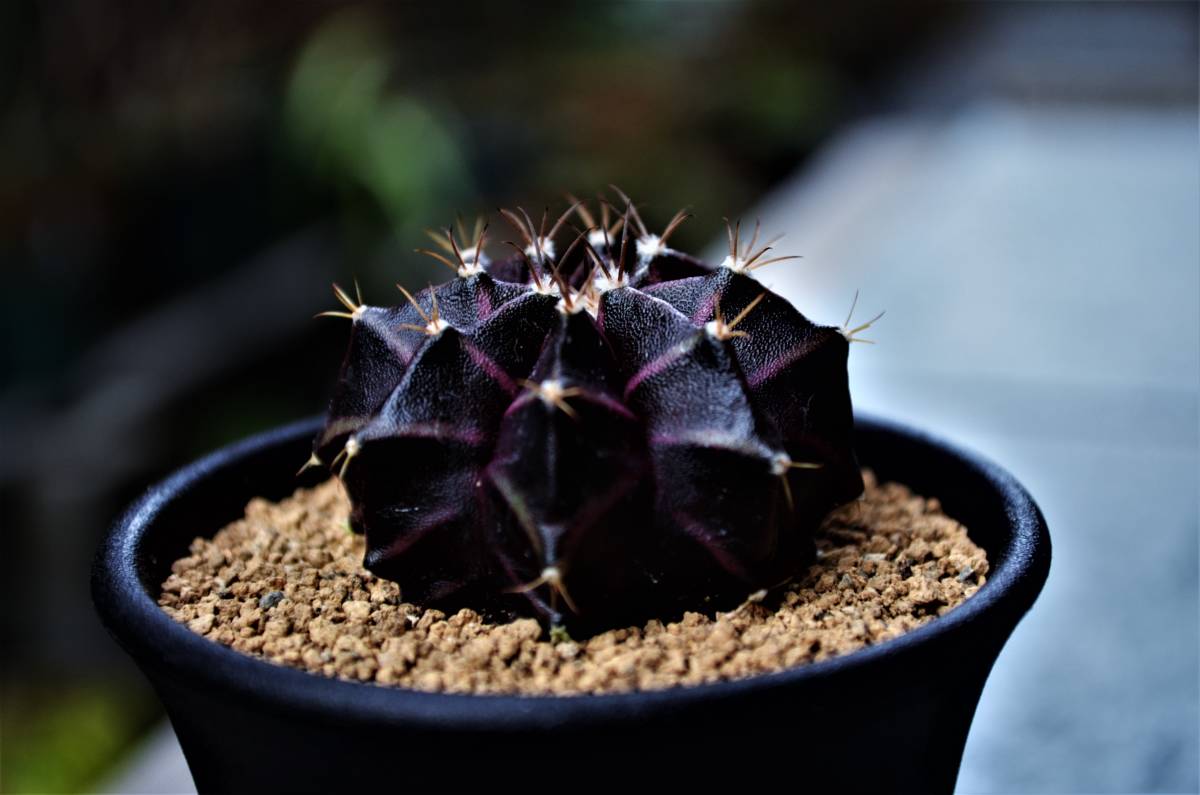 ☆多肉植物☆サボテン☆ギムノカリキウム【Gymnocalycium mihanovichii