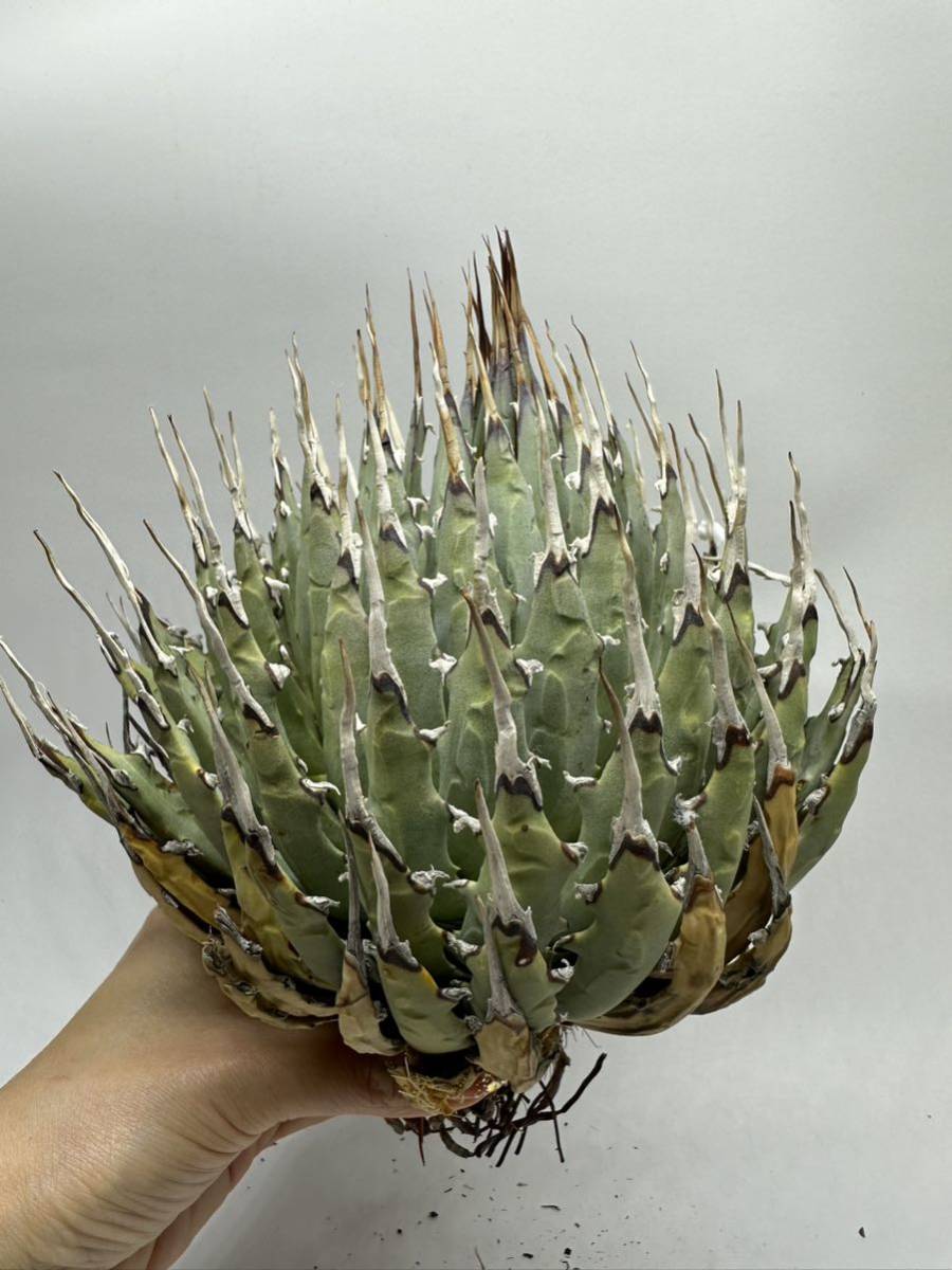 ユタエンシス utahensis S110-7陽炎厚肉曲棘アガベ ⁄Agave Deskripsi