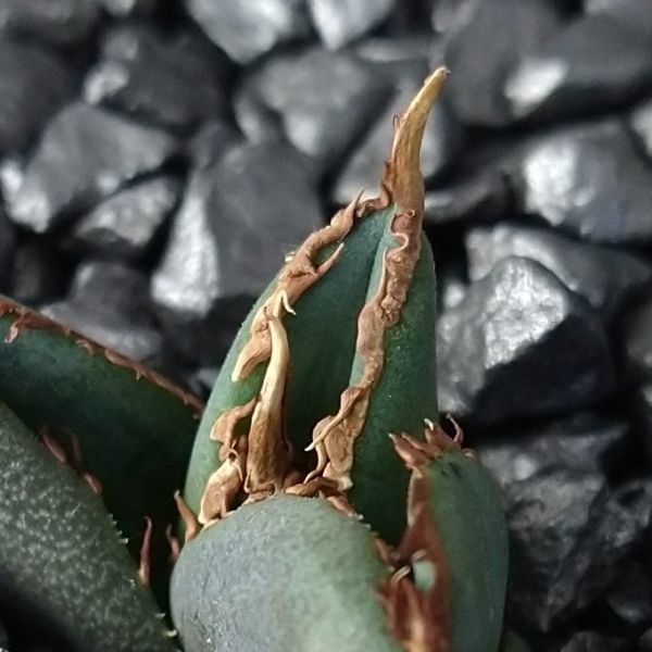 【F3168】【超希少 チタノタ】強棘選抜！ アガベ チタノタ コンパクタ！ Agave titanota