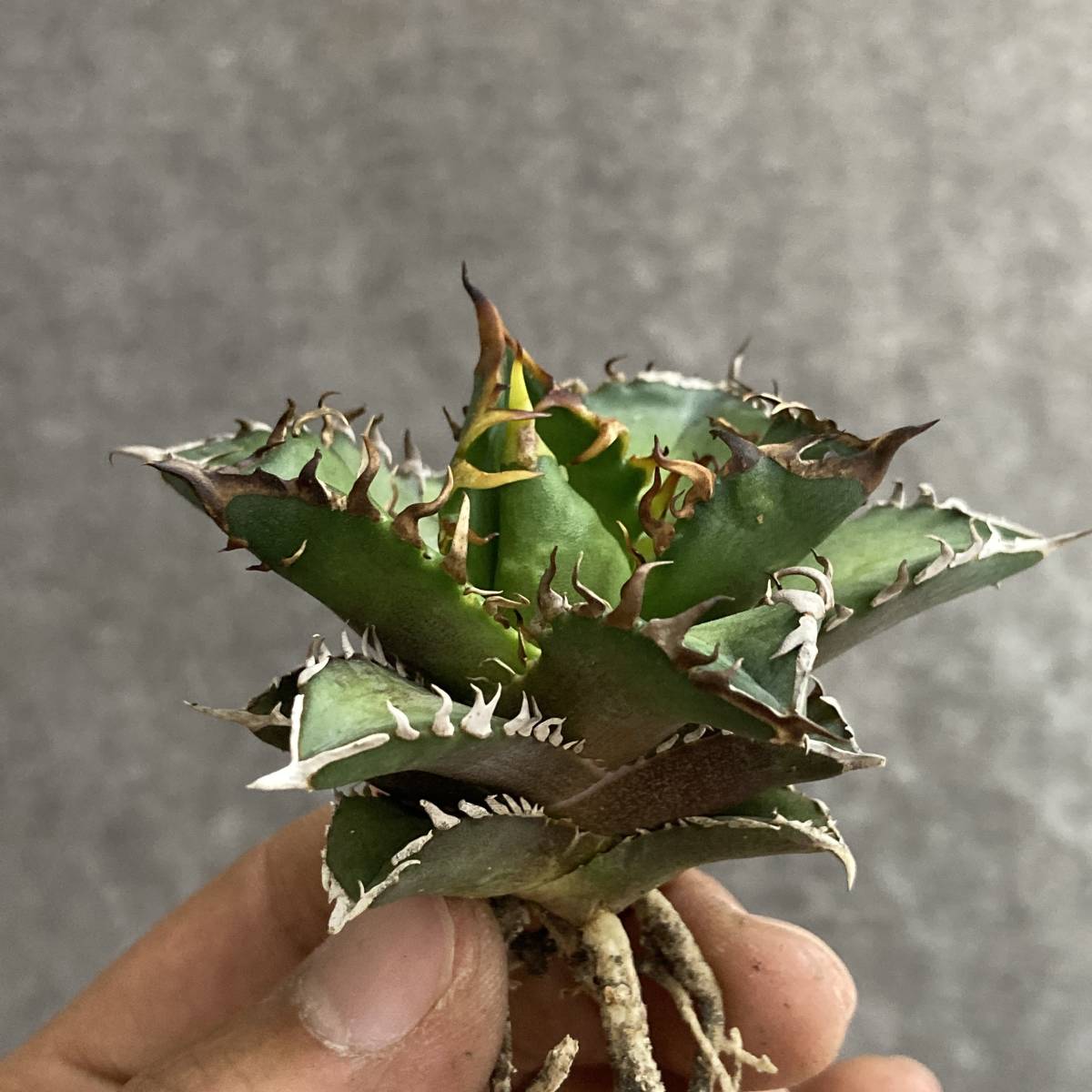R1214-27 特選 アガベ 多肉植物 チタノタ レッドキャットウィーズル
