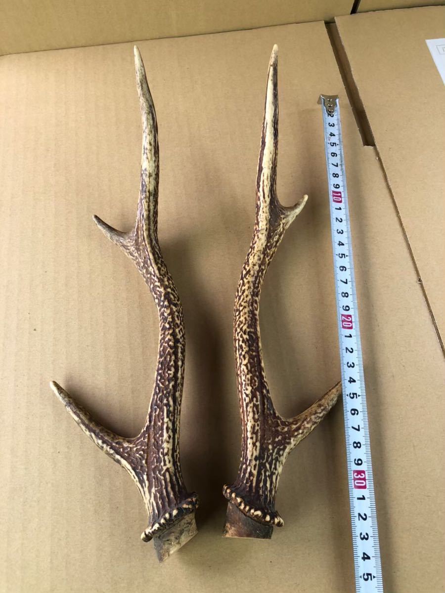 HD903(4) 鹿の角 鹿角 角　天然　置物　オブジェ　アンティーク　骨董　送料無料