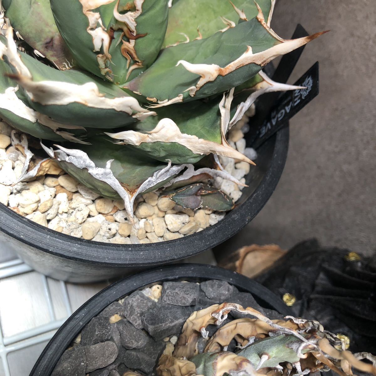 アガベ チタノタ FO-076 ボールタイプ 発根済み③ シーザー ハデス