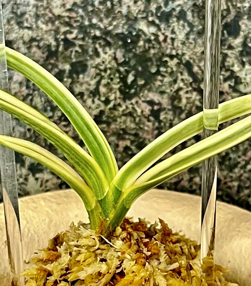 富貴蘭　2023年特別出品【白翁】伝統園芸　東洋蘭　斑入り山野草　春蘭　《富貴蘭をたのしんで》