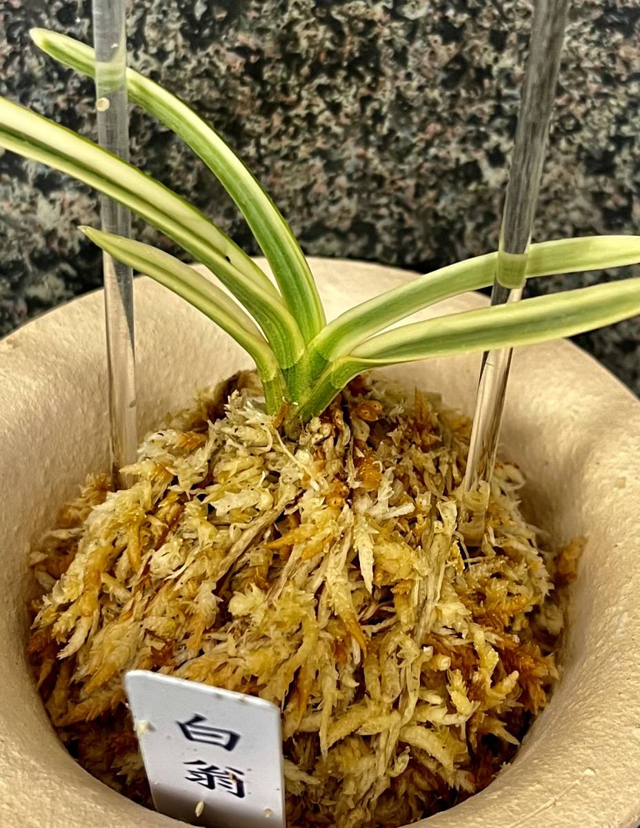 富貴蘭　2023年特別出品【白翁】伝統園芸　東洋蘭　斑入り山野草　春蘭　《富貴蘭をたのしんで》