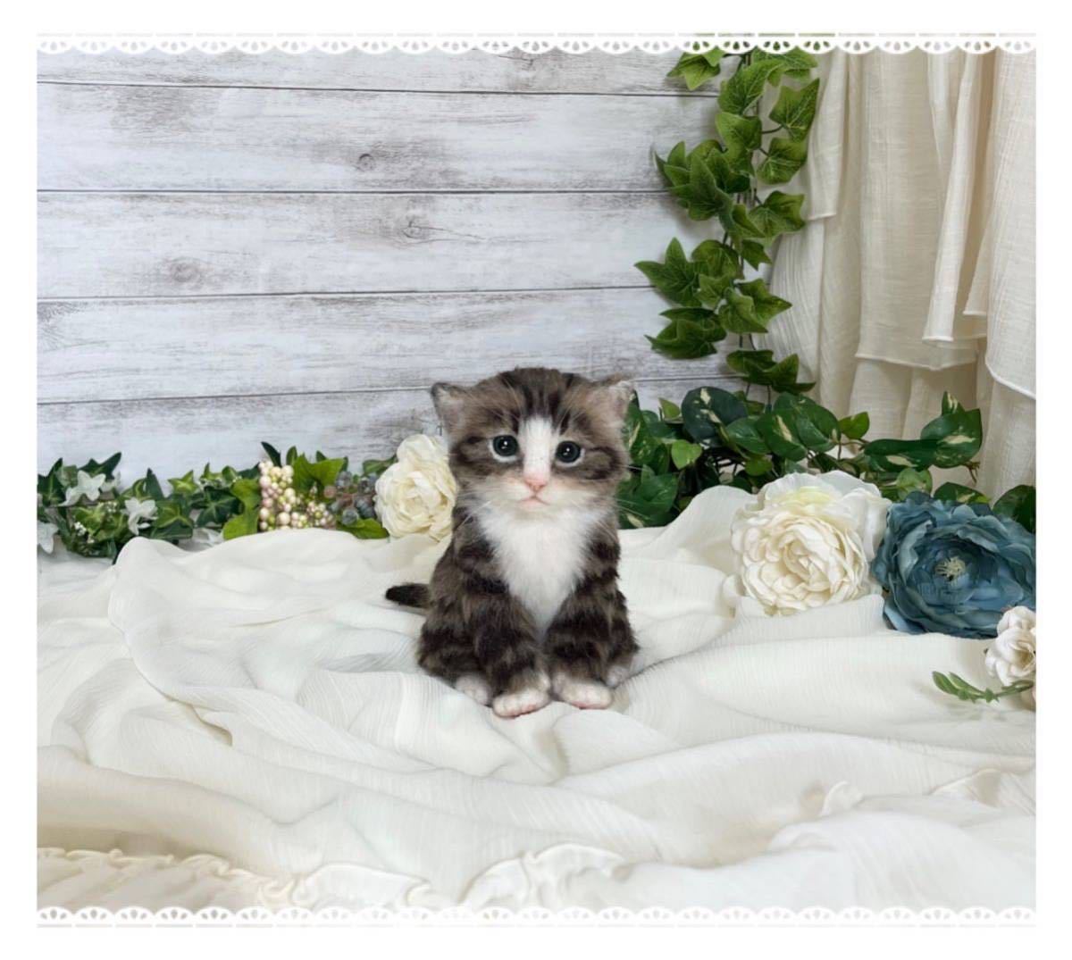 羊毛フェルト mia キジ白 猫 置物 サンプルページ ハンドメイド Yahoo 