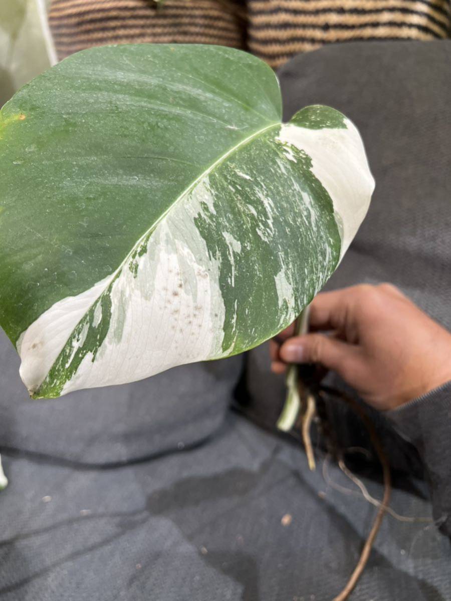 斑入 ホワイトタイガー Monstera deliciosa var borsigiana 斑入モンステラ　ボルシギアナ 29