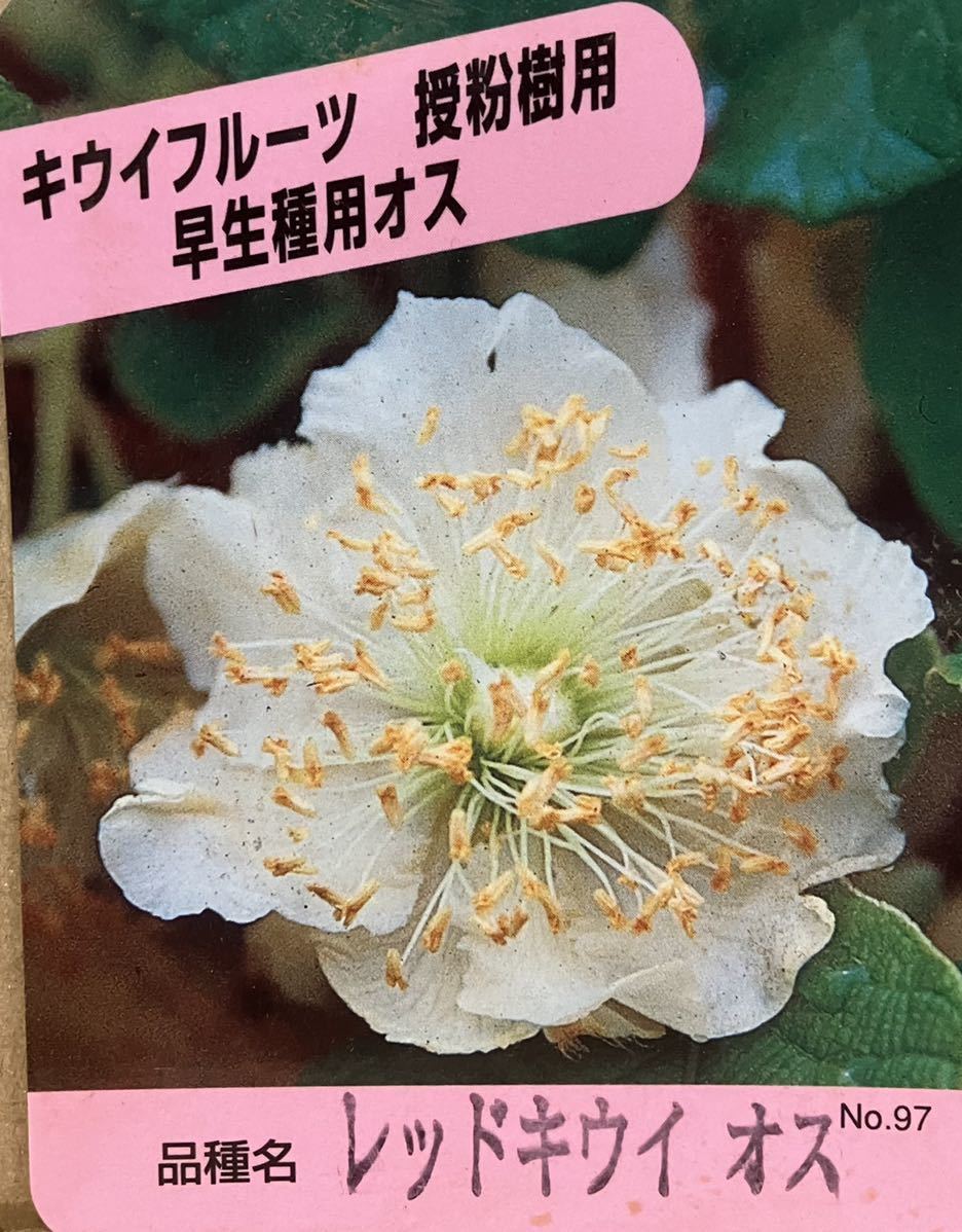 赤実キウイフルーツ 苗木雌木1本雄木1本 紅妃 キウイ