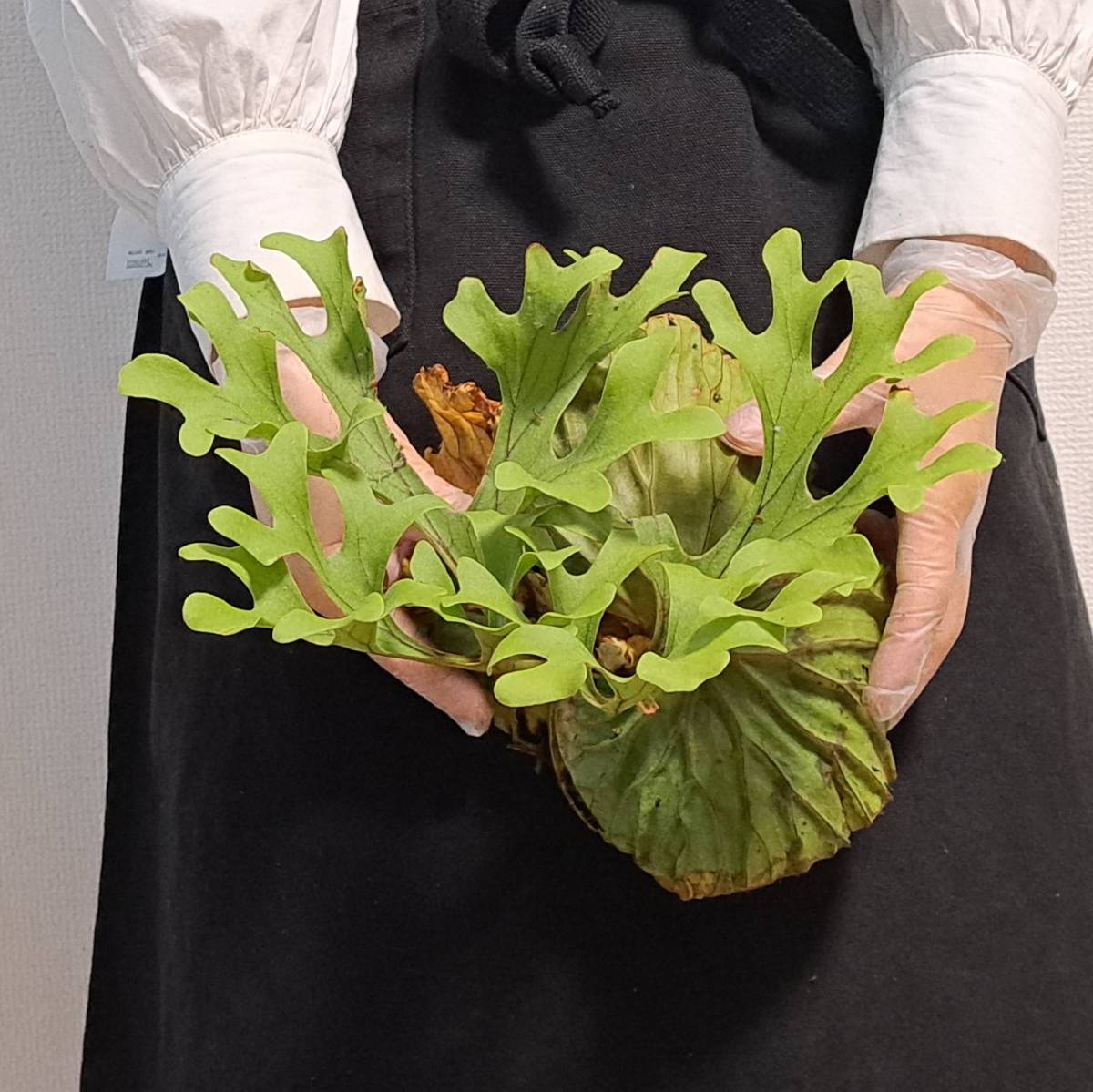 【格安，高品質】 1円スタート 38 ビカクシダ 植物 Platycerium ridleyi プラティケリウム リドレイ Sumatera Selatan Wild/麋角羊歯(ビカクシダ、コウモリラン)｜売買されたオークション情報、yahooの商品情報をアーカイブ ビカクシダ、コウモリラン
