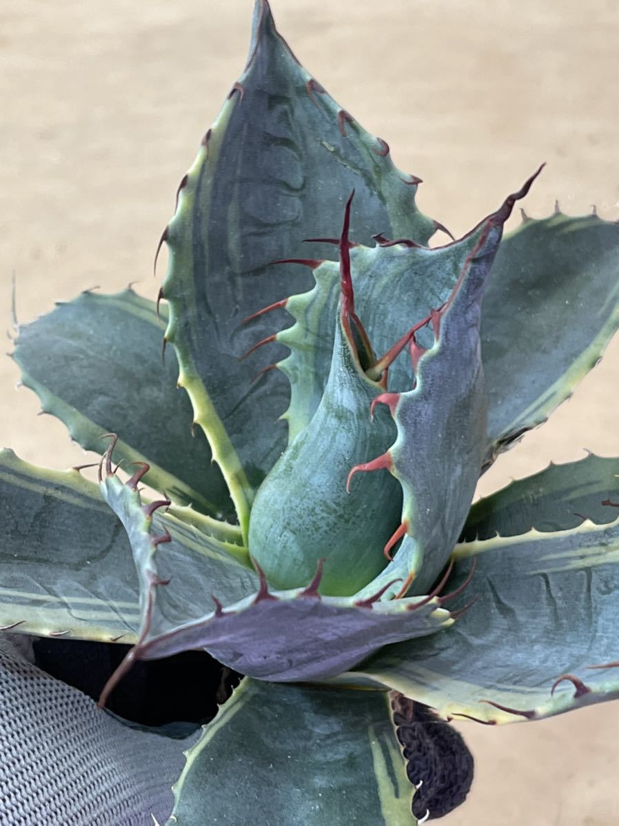 R016-59 特選 【数量限定】アガベ 多肉植物 ダルマ笹の雪 濃白株 極上