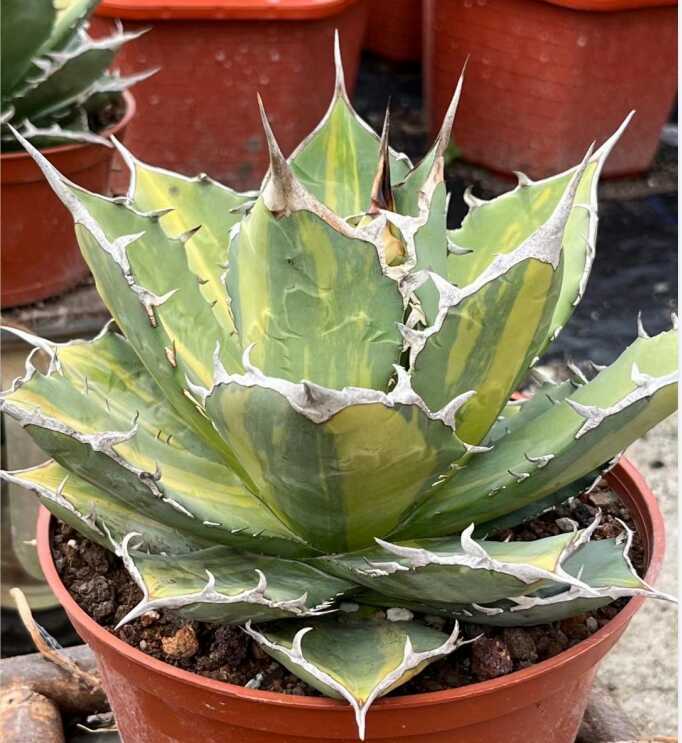多肉植物 アガベ チタノタ 厳竜縞斑極上子株 