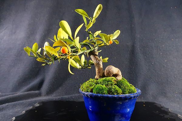 盆栽＜小品盆栽、キンズ、模様木、実付き、樹高15cm＞棚出し