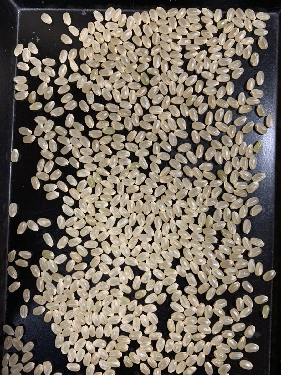 農家直送 令和7年産 自然乾燥米 秋田県産あきたこまち 玄米20kg | 米