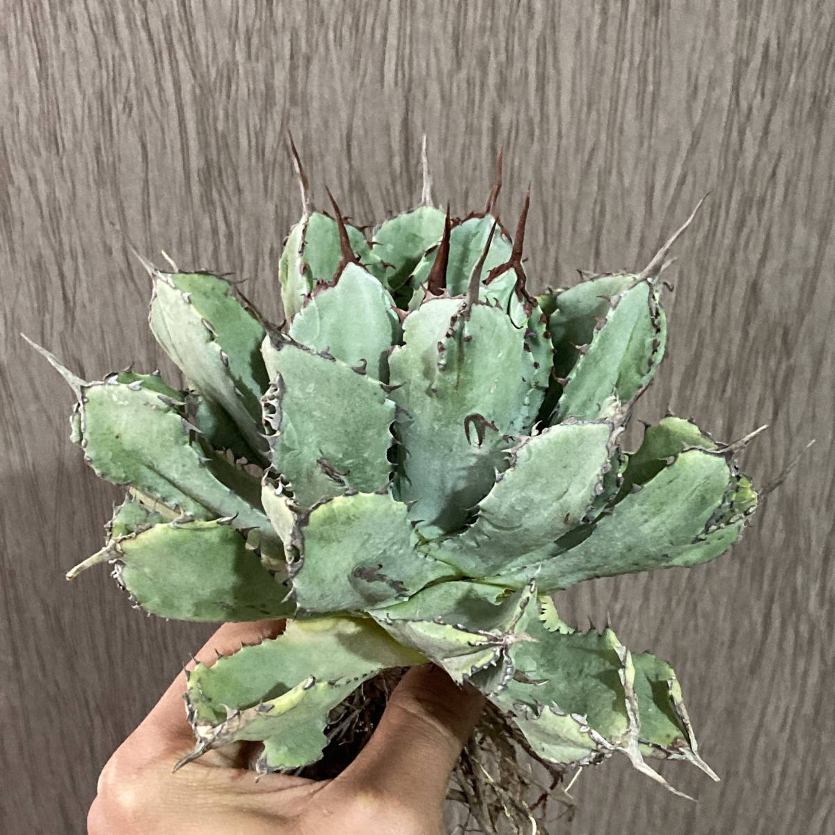 キュービック アガベ 多肉植物 棘棘モンスター 短葉 極上 極上大 P82-2