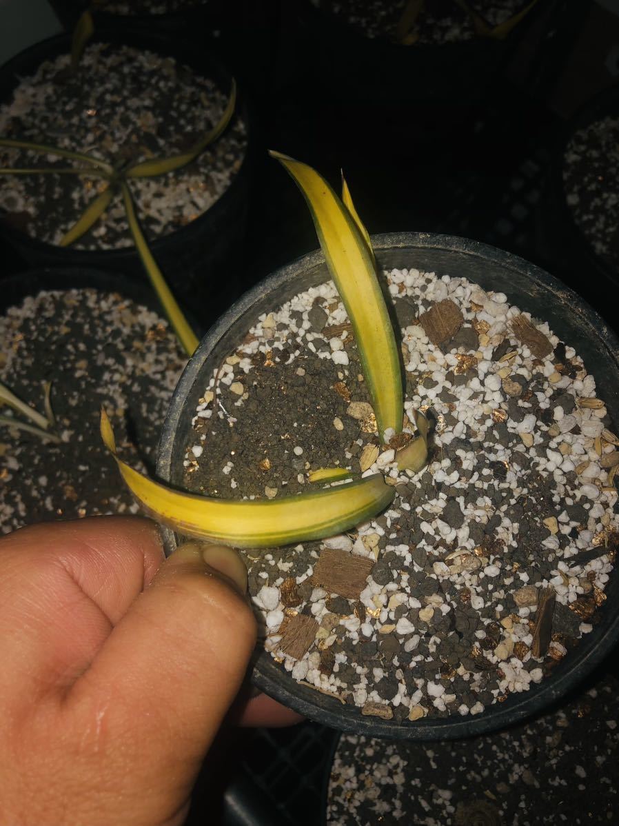 Yucca 斑入り ライジングサン ユッカ グロリオサ ライジングサン