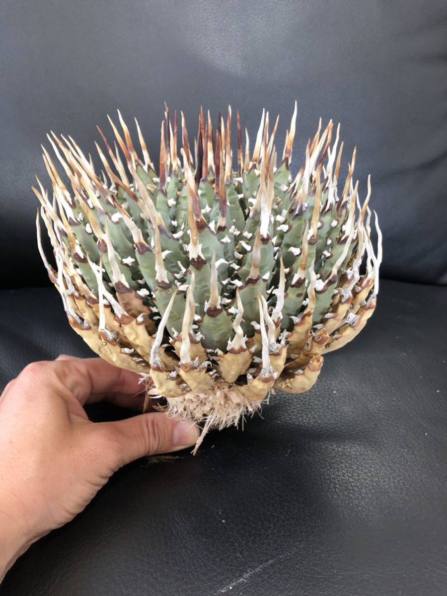 29 アガベ ユタエンシス　エボリスピナ　美株 Big コレクション株