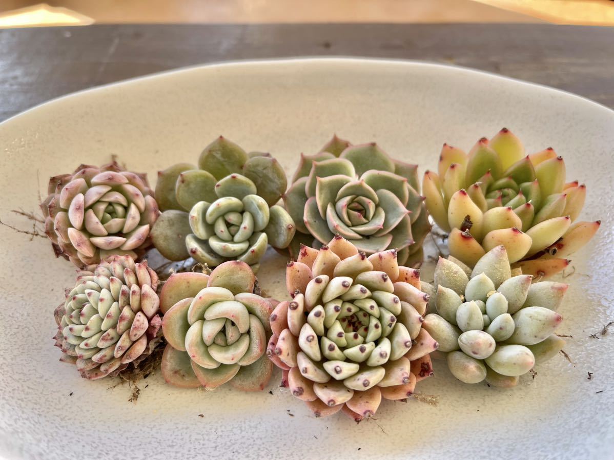 多肉植物　抜き苗　韓国苗_1