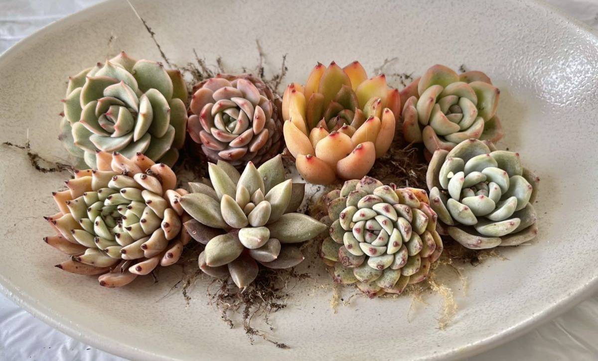 多肉植物　抜き苗　韓国苗_2