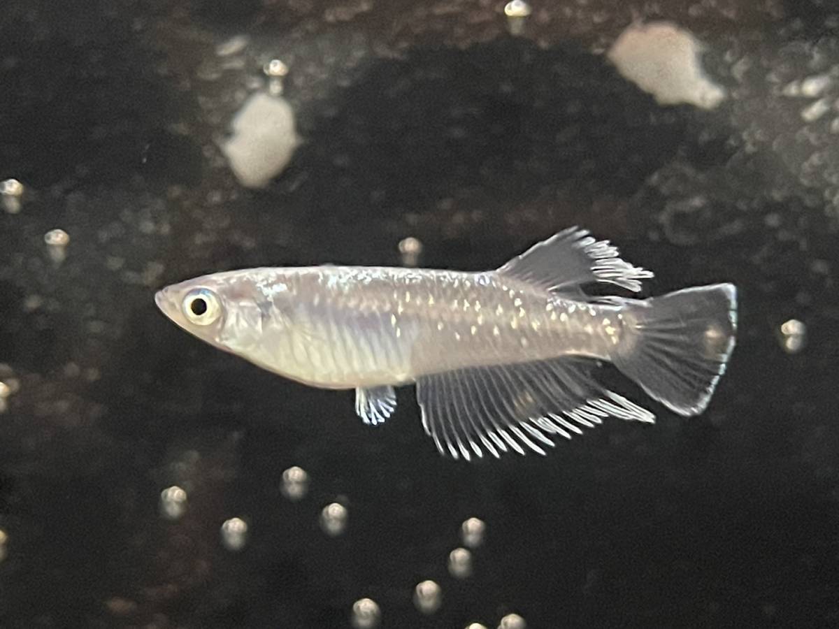 イザナギ たまやメダカオリジナル品種