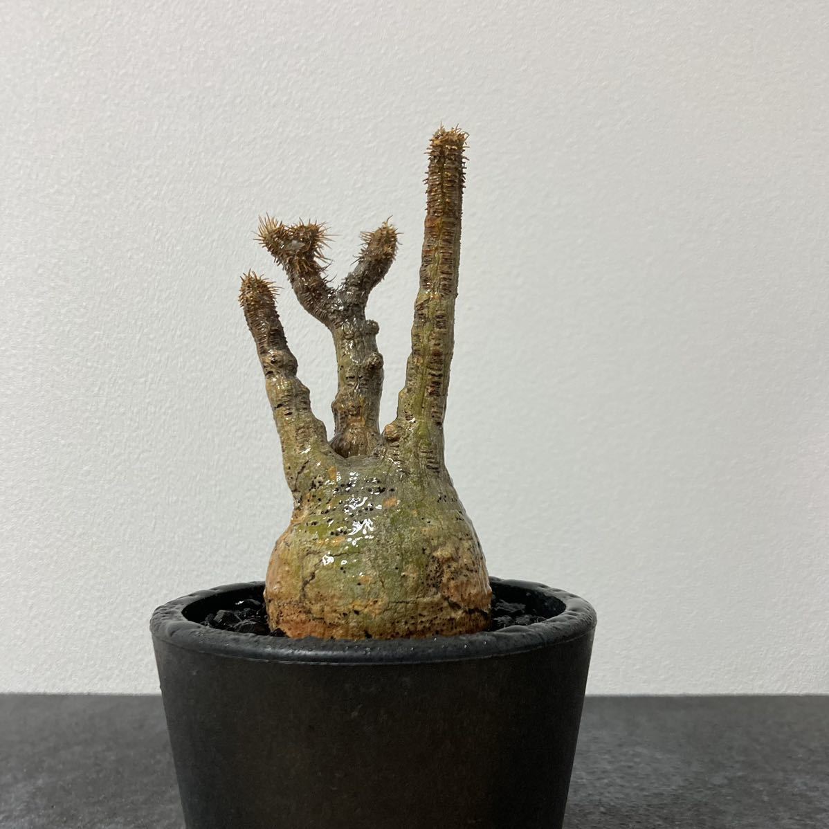 パキポディウム グラキリス コーデックス 塊根植物 検) BOTANIZE raw