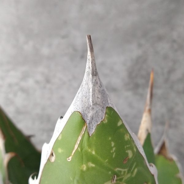 アガベ オテロイ 産 agave F4833超希少個体子株！オアハカ 蒼竜園