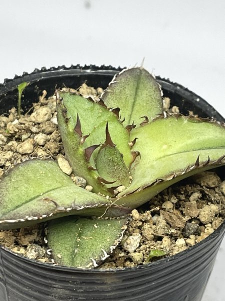 新品,格安 約200粒 アガベ チタノタ ドワーフ Agave titanota 新品,格安 約200粒 アガベ チタノタ ドワーフ Agave titanota