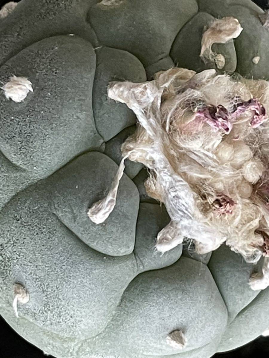 疣銀綴化 - 実生 疣銀綴化 - 実生 疣銀綴化 - 実生