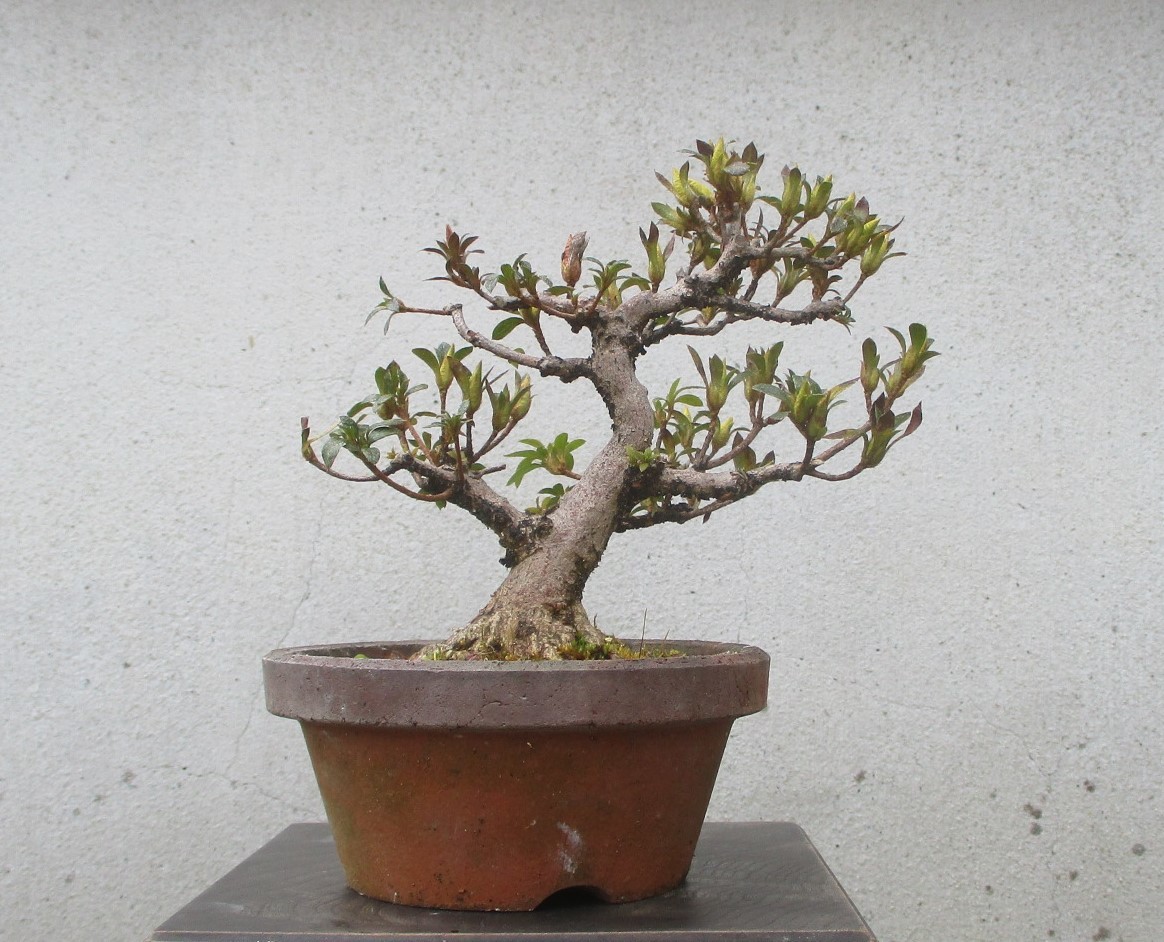 小品　さつき盆栽　　　◆碧空◆　　　鉢　　４号