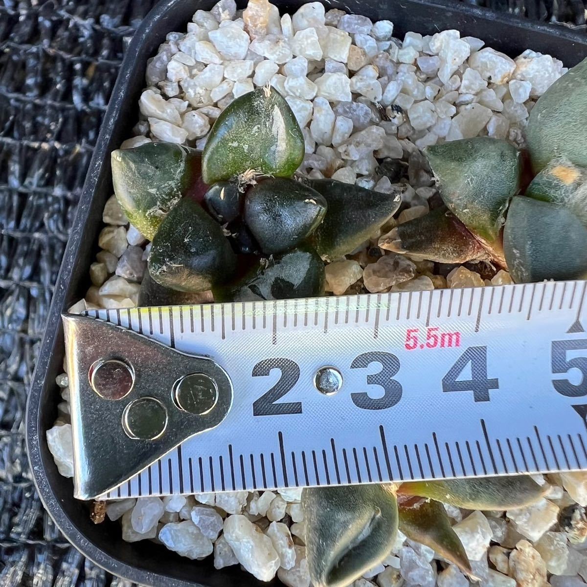 実生 アリオカルプス Ariocarpus （葵大蓮青磁牡丹×葵系青磁牡丹